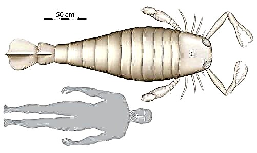 Telifoi erraldoia - ezohiko eskorpioia