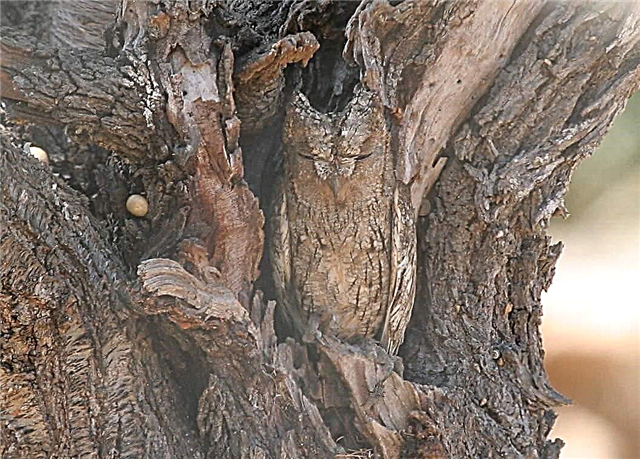 Owl - бала