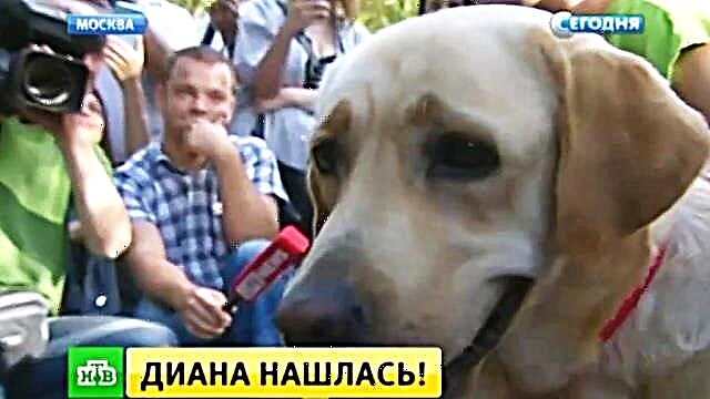 Inulat ng SK sa - pagpigil ng isang gabay sa dog kidnaper mula sa - bulag na Muscovite
