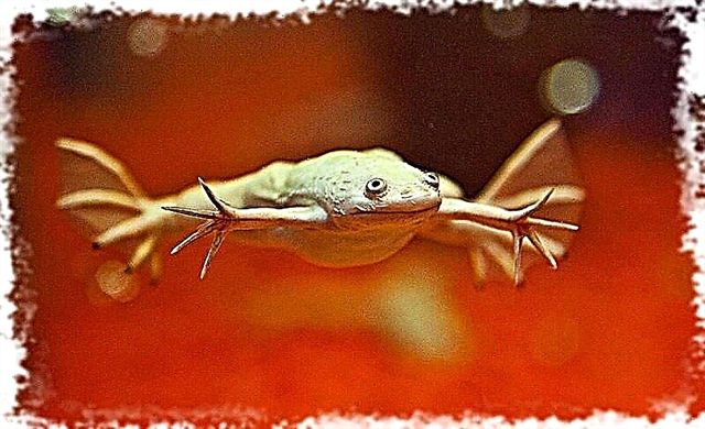 Akvarijske žabe - karakteristike održavanja i njege