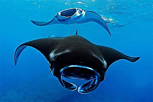 Manta ray - dərin dənizin dəhşəti