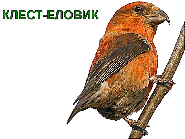 Птица клест-еловик: описание, питание, размножение