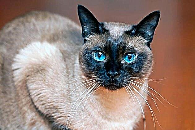 Раси на мачки со сини очи
