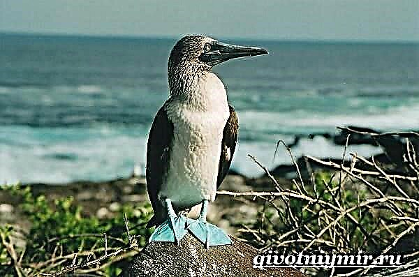 Blue-footed booby: pinuy-anan, paghulagway, litrato