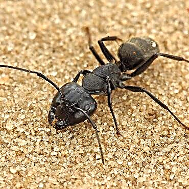 Sod Ant - အင်းဆက်ပိုး၏အသွင်အပြင်နှင့်ဘဝသွင်ပြင်လက္ခဏာများ