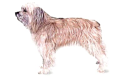 Foto do can de montaña dos Pirineos, a orixe do pastor, o propósito e a descrición da raza