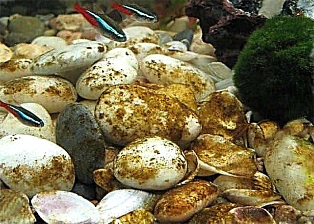 10 jinis ganggang lan perang nglawan ing akuarium