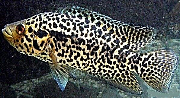 Managuanski cichlazoma - jaguar riba