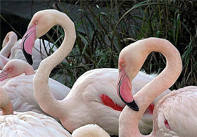 Flamingo - një zog i shenjtë i Egjiptasve, duke qëndruar në një këmbë