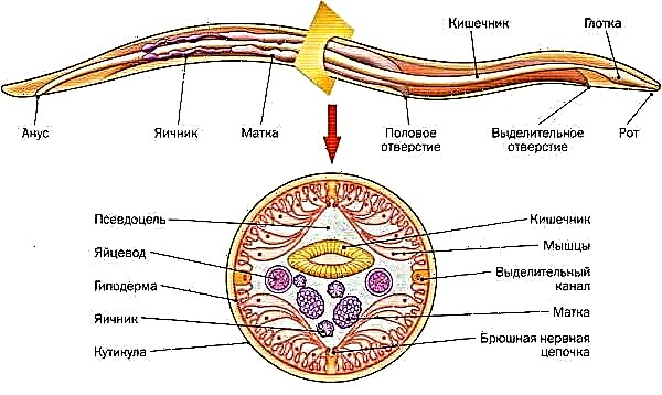 Tip Roundworms