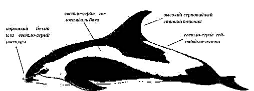 Беломордый дельфин - кит, сопровождающий морские суда