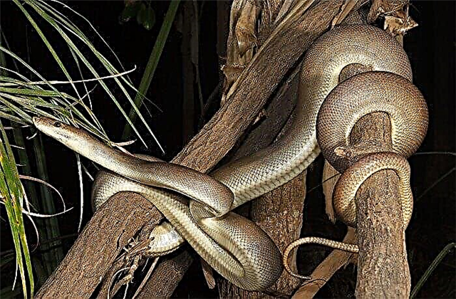 12 fotos das serpes máis grandes do mundo con descrición