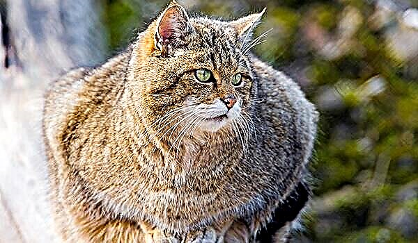 Amur Forest Cat - yon predatè yon ti kras pi gwo pase yon chat domestik