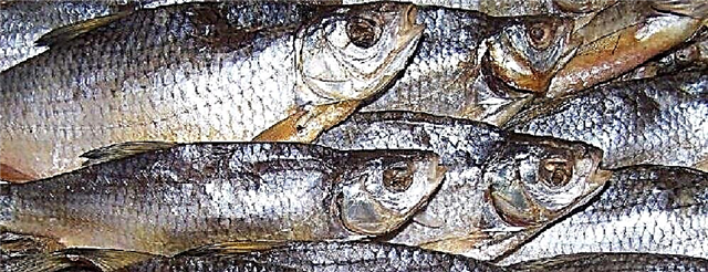 Рыба вобла: описание, особенности, пищевая ценность и отзывы