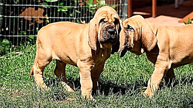 Bloodhound - cinsin tarixi, təsviri, xüsusiyyətləri