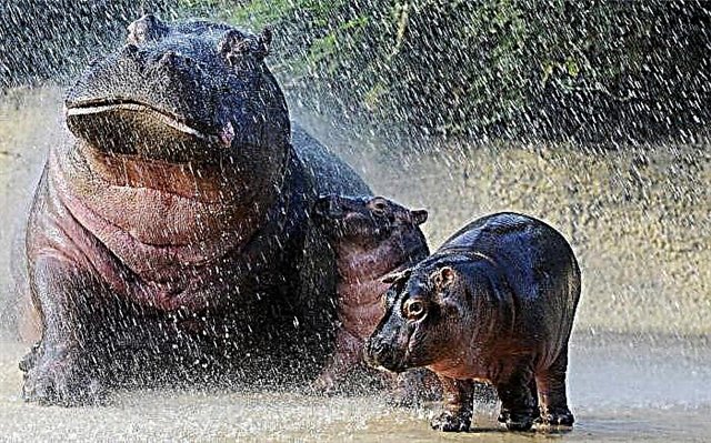 Hippopotamus ma hippo: eseesega ma mea tutusa o nei meaola