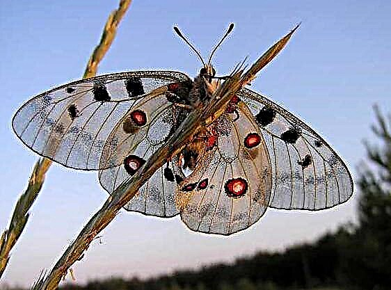 Аполо пеперутка: интересни факти и опис