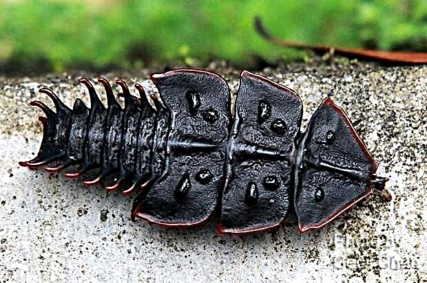 Trilobite beetles. Հմայիչ Platerodrilus