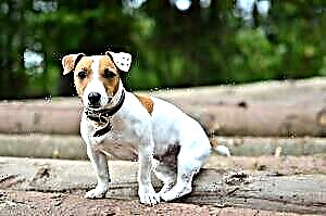 Maecenas Russell Terrier canis