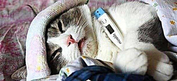 Stomatitis by katte: hoe om tuis te behandel