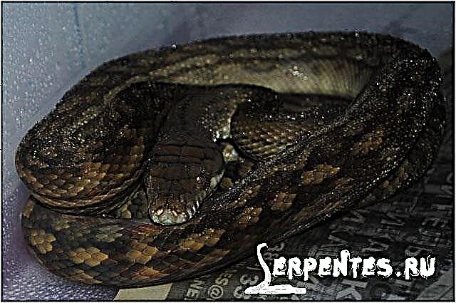 Tanimbar python - bitin sa kahoy
