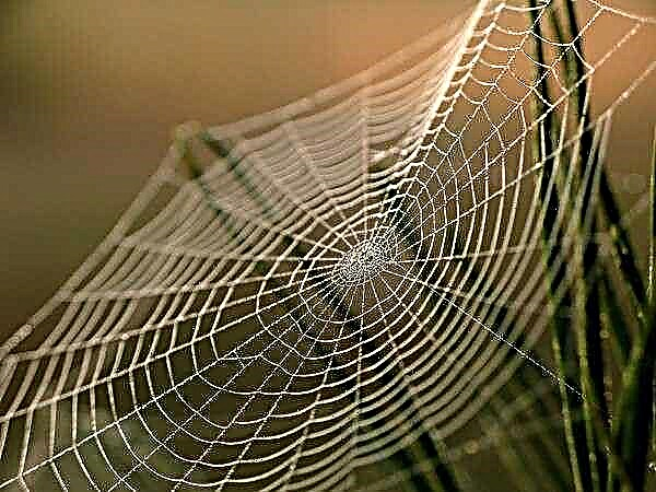Ang mga spider sa usa ka berde nga greenhouse makadaot o kaayohan