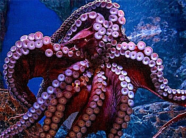 ທະເລ octopus