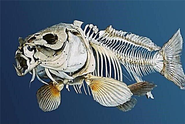 Самая старая рыба в мире дожила до 112 лет