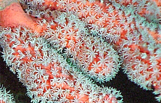 Коралл полиптери: түзүлүшү