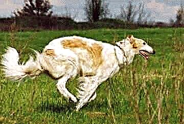 Greyhound mbwa wa Kirusi
