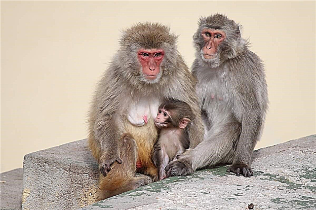 Japanesch Macaque. Beschreiwung, Foto vun engem Affe