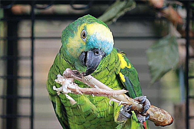 ក្រុមហ៊ុន Amazon Parrot