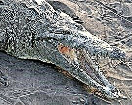 American crocodilum