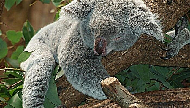 Koala of Australiese beer