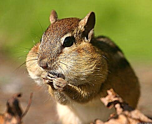 Chipmunk, guhit na hindi mapagpanggap rodent