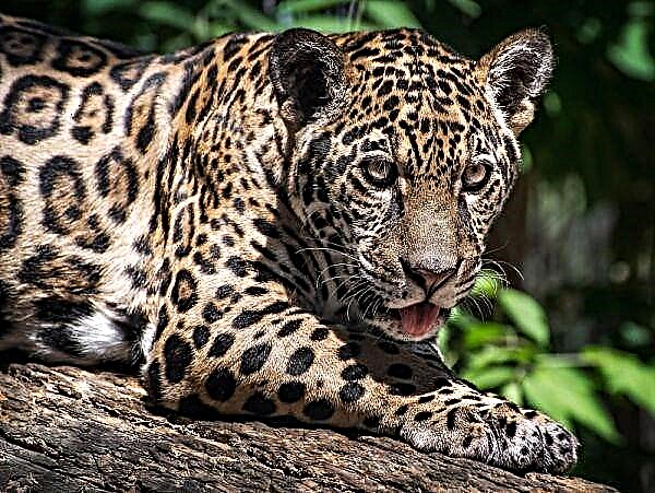 Jaguar mace tare da - kittens ta yage ma'aikaciyar