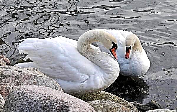 Zwazo Swan. Lavi Swan ak abita