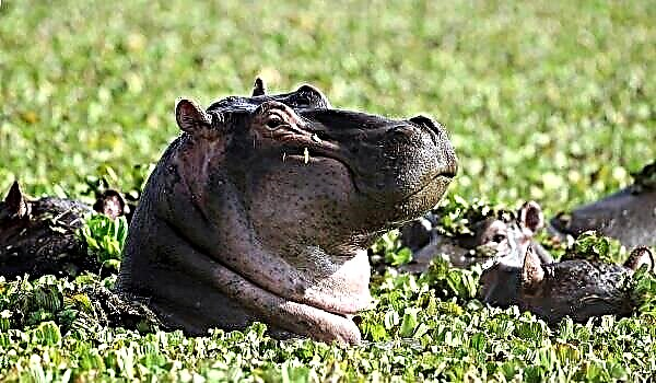 Hippo Déier. Hippopotamus Liewensstil a Liewensraum