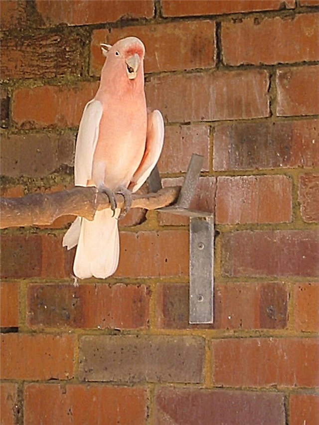 Iphalishi le-pink cockatoo