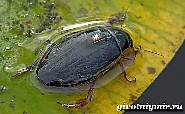 Kumbang ngojay