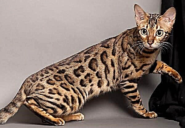 Kucing Bengal: gambaran babagan jenis, perawatan lan pangopènan, cara pakan, foto