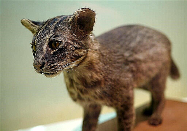 Iriomotsky или јапонска дива мачка