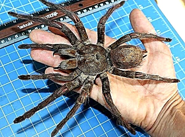 Tarantula-spinnekop: die grootste spin op die planeet