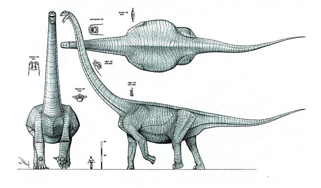 Дар Муғулистон, кузоваи динозаври азимеро, ки 70 миллион сол пеш зиндагӣ кардааст, ёфтанд