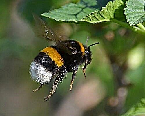 Bumblebee - buzzing flyer