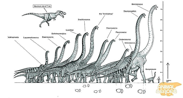 Жер тарихындағы ең үлкен динозавр