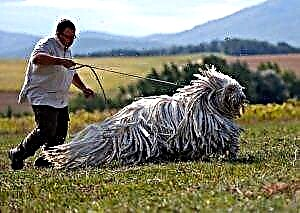 Značajke mađarskog ovčara ili psa Komondor