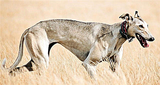 Hortaya Greyhound nyaéta, tanpa cangcaya, salah sahiji prides of cynology pinunjul di Rusia