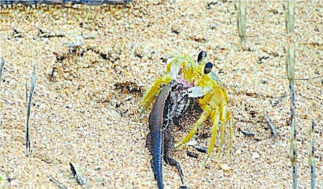 Crab - ghost, aka Ocypode quadrata: Kufotokozera zamtunduwu
