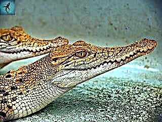 Philippinnen Krokodil